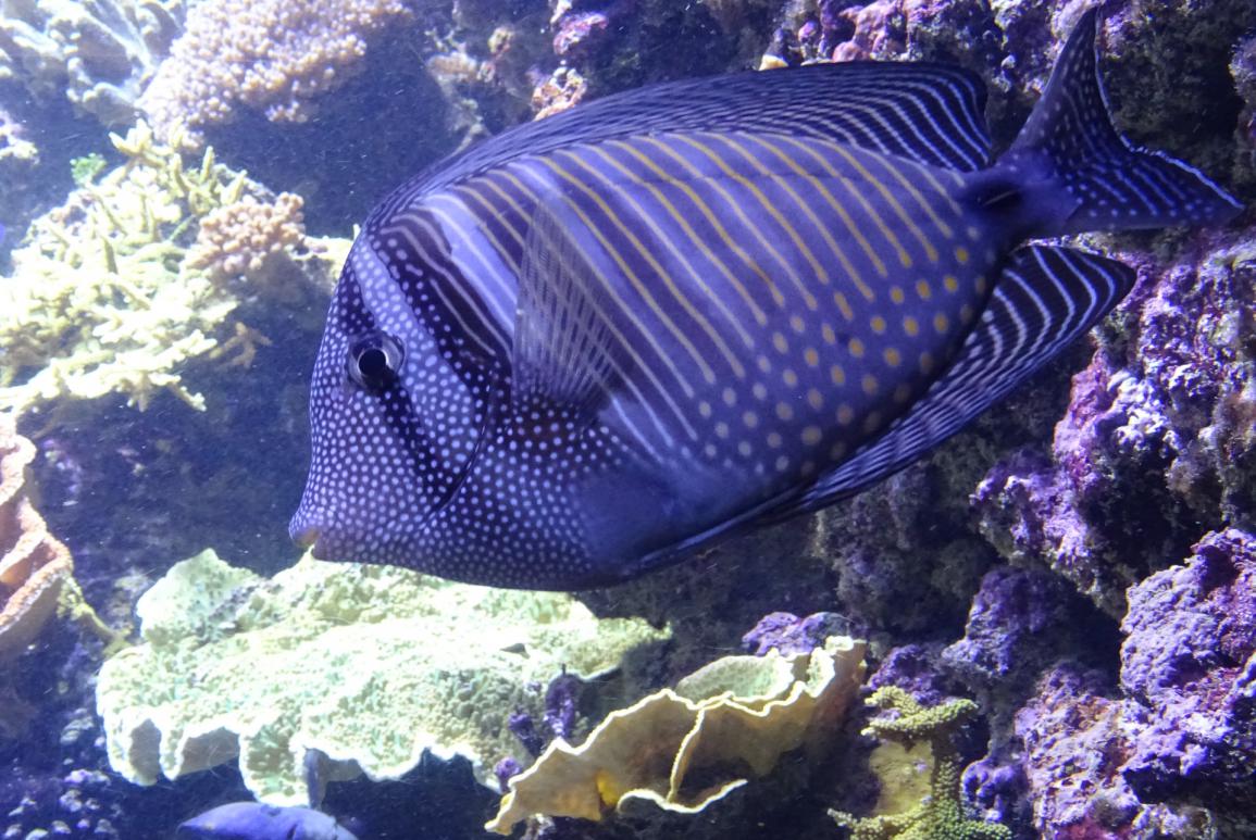 Gros plan sur un poisson de l'aquarium de Brest - oceanopolis brest