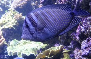 Gros plan sur un poisson de l'aquarium de Brest - oceanopolis brest